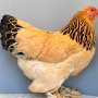 Zwerg Brahma gelb-schwarzcolumbia von Elisa Bäcker Preis V97 EB